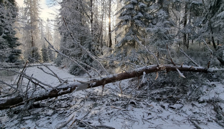 Vánoční bouře pustošila lesy na německé straně Šumavy. Nejhorší to bylo u Roklanu
