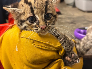 Rok plný mláďat. V brněnské zoo se loni narodilo lvíče, kapybary i polární liška