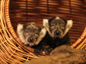 Rok plný mláďat. V brněnské zoo se loni narodilo lvíče, kapybary i polární liška