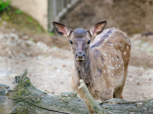 Rok plný mláďat. V brněnské zoo se loni narodilo lvíče, kapybary i polární liška