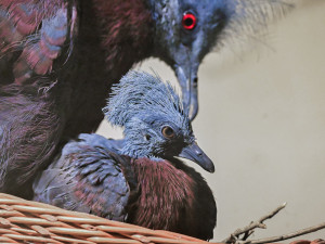 Rok plný mláďat. V brněnské zoo se loni narodilo lvíče, kapybary i polární liška