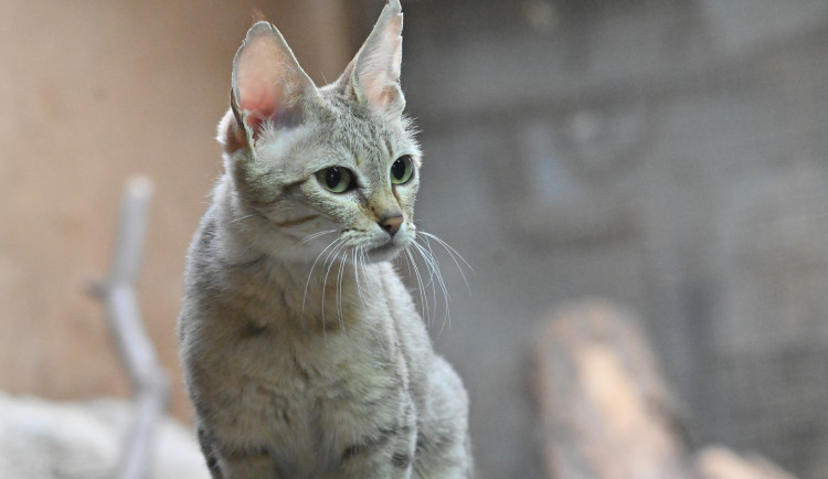 Mráz a zvířata v Zoo Jihlava. Kdo zůstává uvnitř a komu zima vyhovuje?