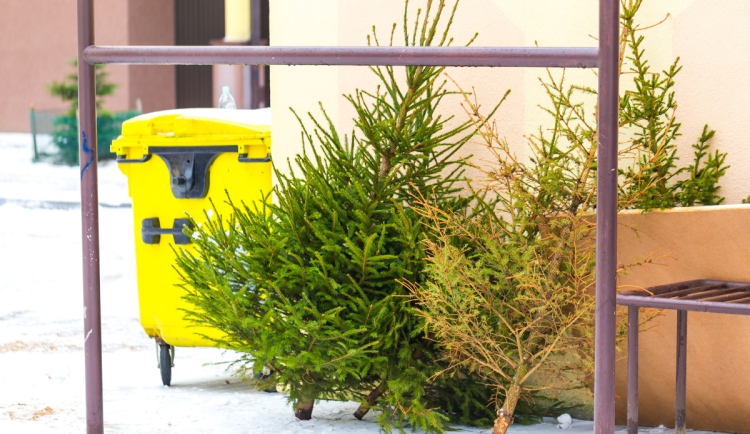 Nastává čas likvidace vánočních stromků. Jak správně se ho zbavit?