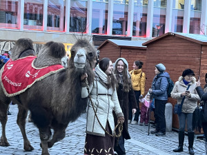 Brňané oslavovali Tři krále. Kašpar, Melichar a Baltazar s velbloudy prošli městem