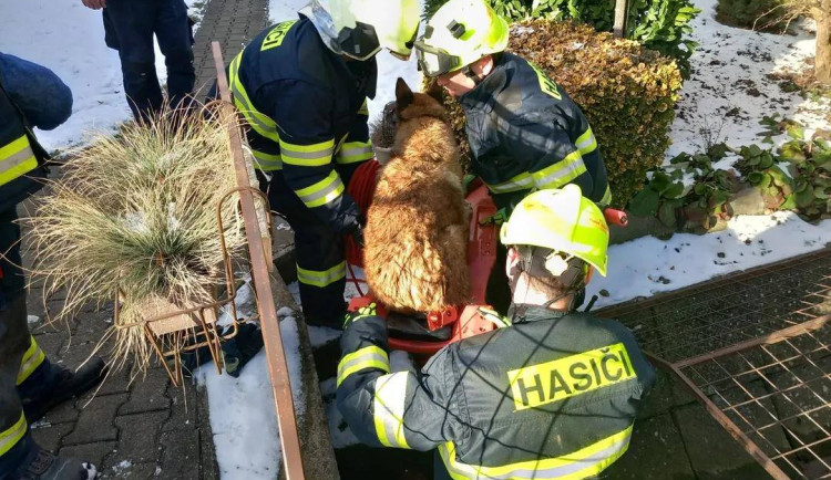 Čtyřnozí mazlíčci v pasti. Hasiči na jihu Moravy pomáhali psům z roury i přehrady