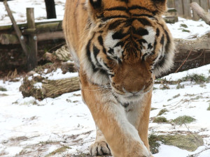 Mrazy udeřily i v jihomoravských zoo. Teplomilná zvířata mají zkrácené vycházky