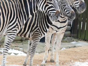 Mrazy udeřily i v jihomoravských zoo. Teplomilná zvířata mají zkrácené vycházky