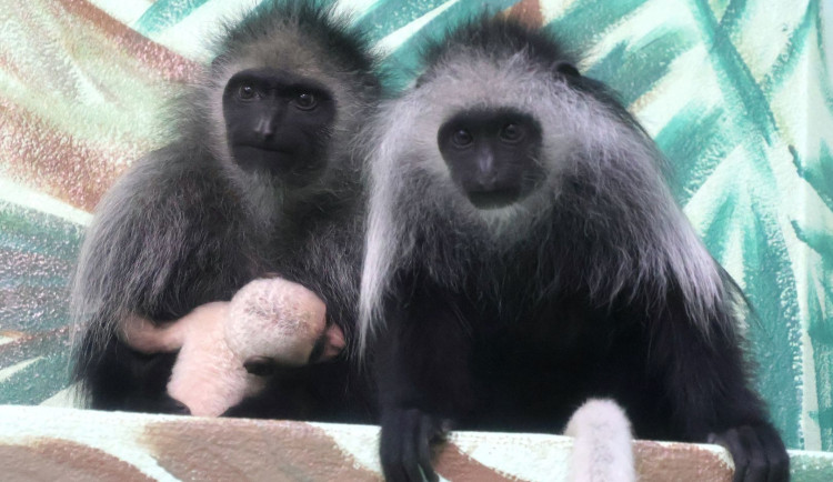 V hodonínské zoo přivítali první letošní mládě, narodila se opice gueréza běloramenná