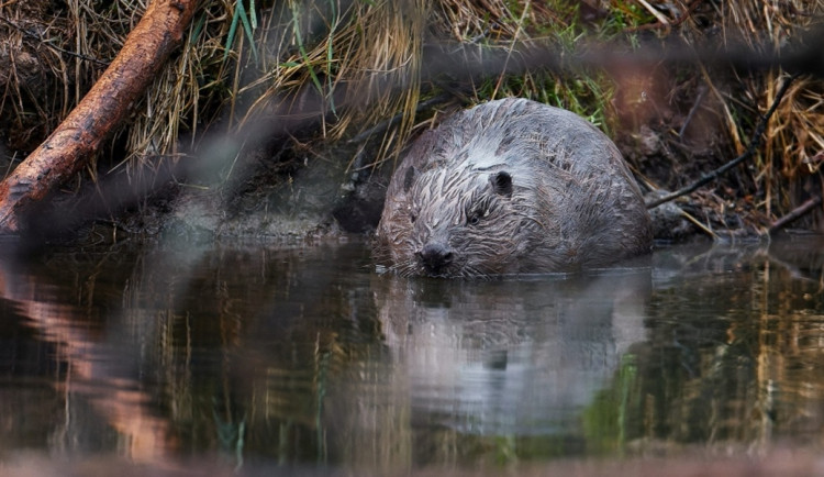 Český bobr, který ušetřil státu miliony, se dostal mezi 10 světových dobrých zpráv roku