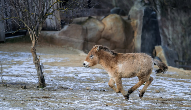 I přes mrazivé počasí mohou návštěvníci pražské zoo vidět většinu zvířat