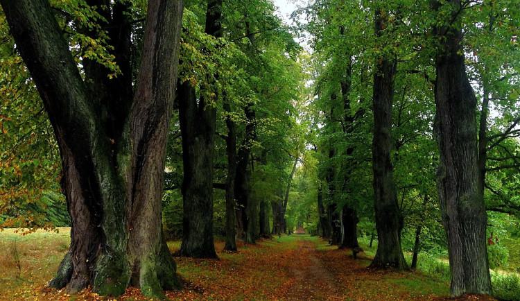 V celostátní anketě Alej roku vítězí zatím alej k Lemberku. Hlasování končí 29. ledna