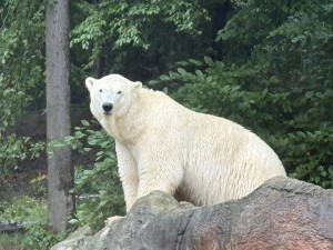 Zoo Brno má za sebou rekordní rok, návštěvníky lákala mláďata i nové expozice
