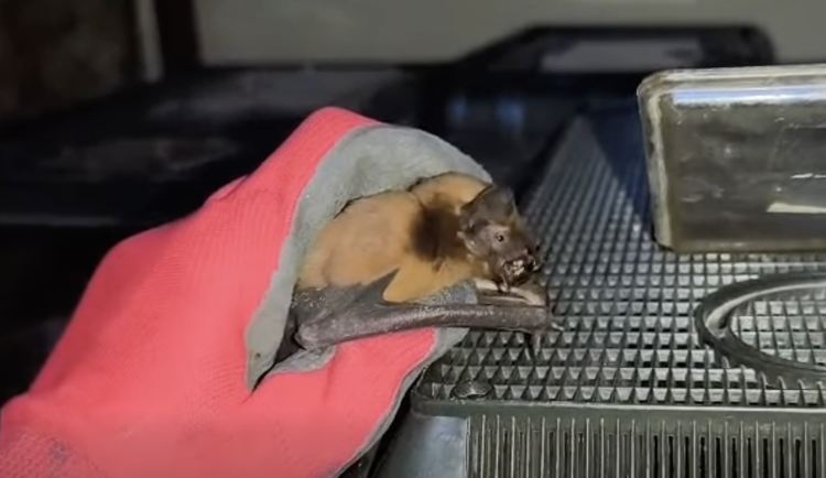 VIDEO: Netopýři jsou druzí nejčastější pacienti. V Bartošovicích jich v zimě přibývá