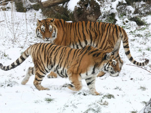 FOTO: Největší kočka z Hodonína musela na operaci. Tygra trápily zarostlé drápy