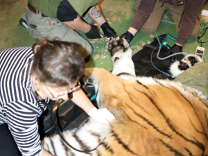 FOTO: Největší kočka z Hodonína musela na operaci. Tygra trápily zarostlé drápy