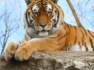 FOTO: Největší kočka z Hodonína musela na operaci. Tygra trápily zarostlé drápy