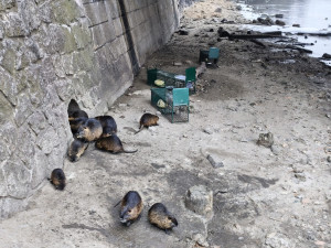 Břeclav vyfotila nutrie uvězněné v klecích. Je to poprava, bědovali místní