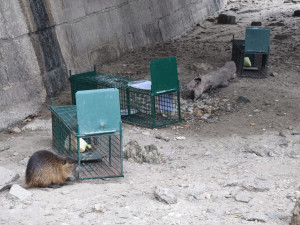 Břeclav vyfotila nutrie uvězněné v klecích. Je to poprava, bědovali místní