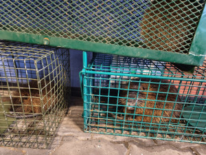 Břeclav vyfotila nutrie uvězněné v klecích. Je to poprava, bědovali místní