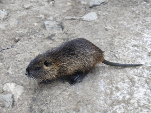 Břeclav vyfotila nutrie uvězněné v klecích. Je to poprava, bědovali místní