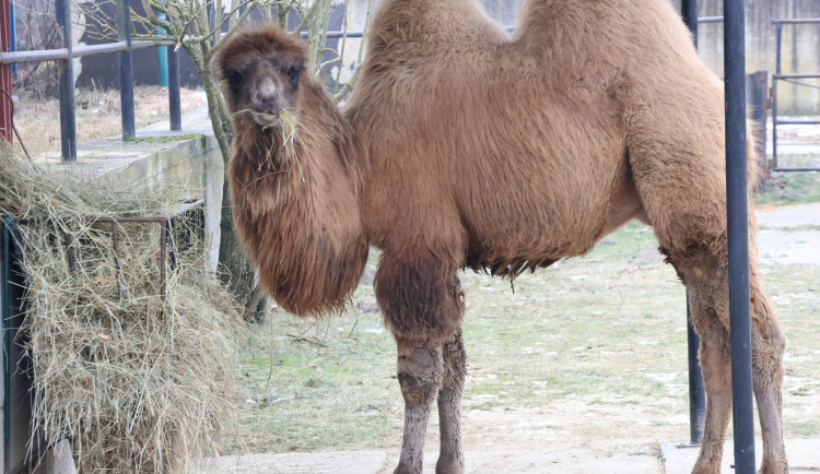 Mládě zůstalo bez matky.