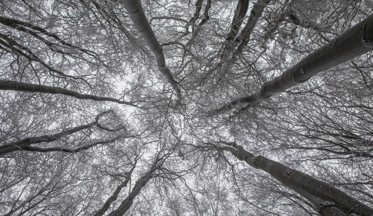 Nechoďte do Brd, varují lesníci. Námraza láme větve a představuje riziko