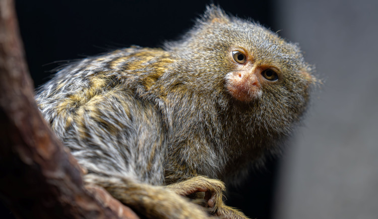 Pět gramů. V olomoucké zoo se narodila dvojčata nejmenších opic na světě