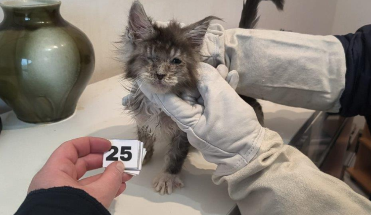 špatně chovala kočky :(