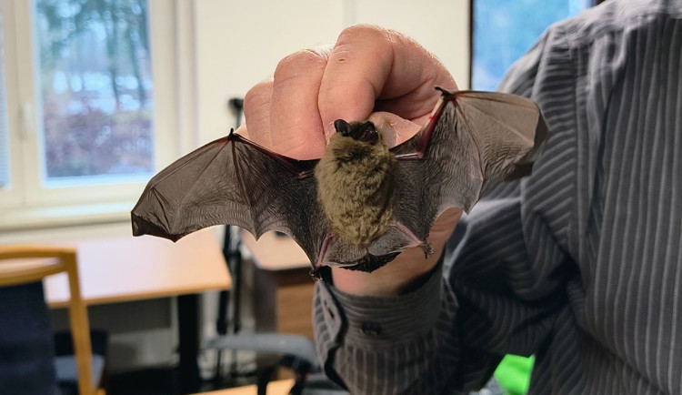 Vzácní netopýři v pasti. Na zámku u Litovle zachránili 57 letounů