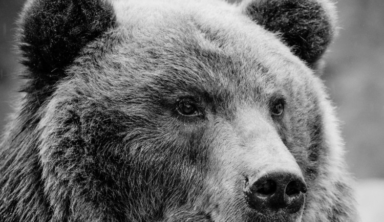 Brno se loučí s milovanou medvědicí. Kamčatku v zoo utratili kvůli vratkému zdraví