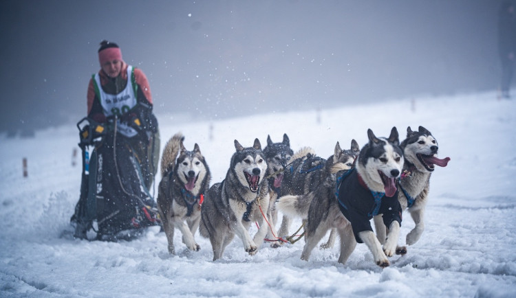 Centrum evropského mushingu. V Zásadě proběhlo domácí mistrovství psích spřežení