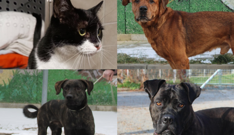 HLEDÁME PÁNÍČKA: Dobrosrdečný obr, hravý kříženec i mazlivý kocour touží po domově