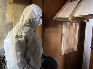 VIDEO: V Brně pozvali opeřence do věznice. Na půdě postavili holubník