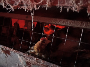 Peklo pro tisíce slepic. V Ivančicích žily ve špíně a bez denního světla