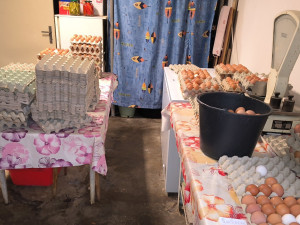 Peklo pro tisíce slepic. V Ivančicích žily ve špíně a bez denního světla