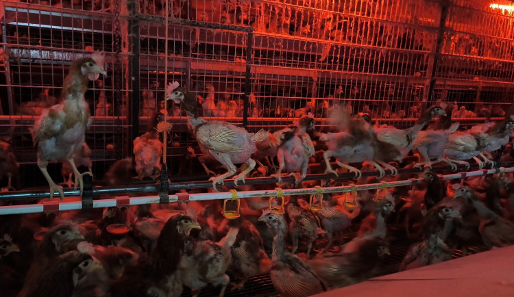 Peklo pro tisíce slepic. V Ivančicích žily ve špíně a bez denního světla