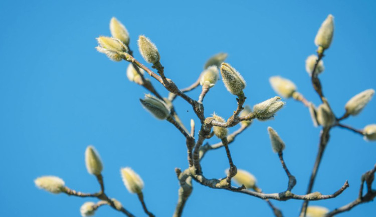 Teploty vystoupají až k 16 stupňům. Déšť vystřídá slunce a jarní oteplení