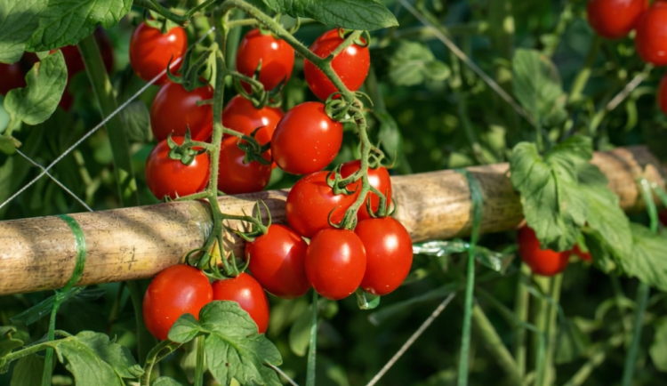 V Lednici se diskutovalo o bezpesticidním pěstování ovoce a zeleniny