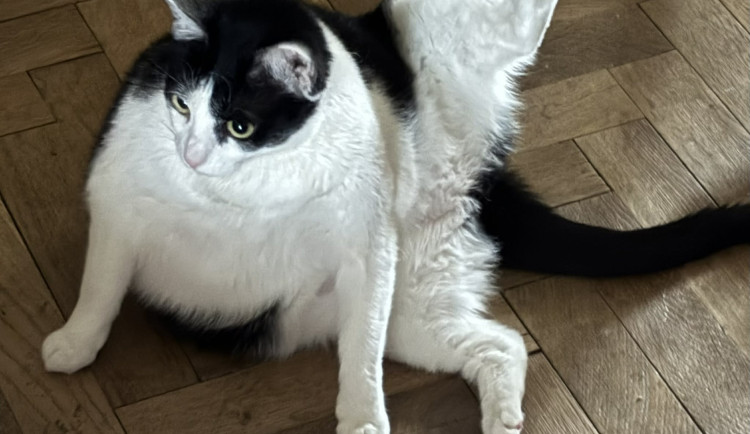 V novince Husy na provázku se objeví i kočka, doplní herce na jevišti