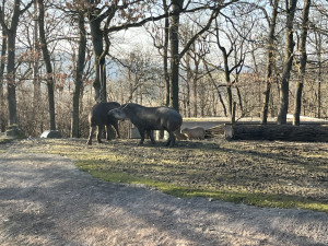 FOTO: Jarní počasí láká ke slunění. Jak si paprsky užívají obyvatelé brněnské zoo?
