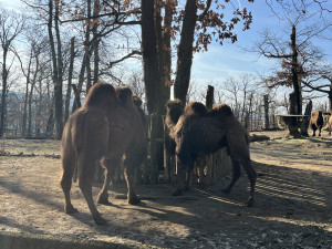 FOTO: Jarní počasí láká ke slunění. Jak si paprsky užívají obyvatelé brněnské zoo?
