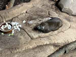 FOTO: Jarní počasí láká ke slunění. Jak si paprsky užívají obyvatelé brněnské zoo?