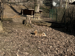 FOTO: Jarní počasí láká ke slunění. Jak si paprsky užívají obyvatelé brněnské zoo?