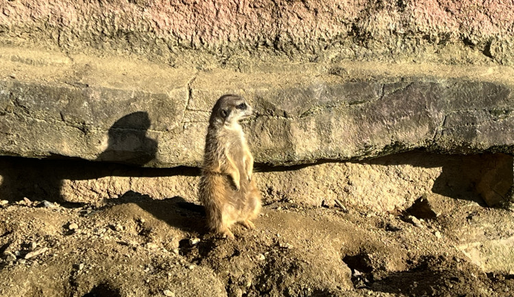 FOTO: Jarní počasí láká ke slunění. Jak si paprsky užívají obyvatelé brněnské zoo?