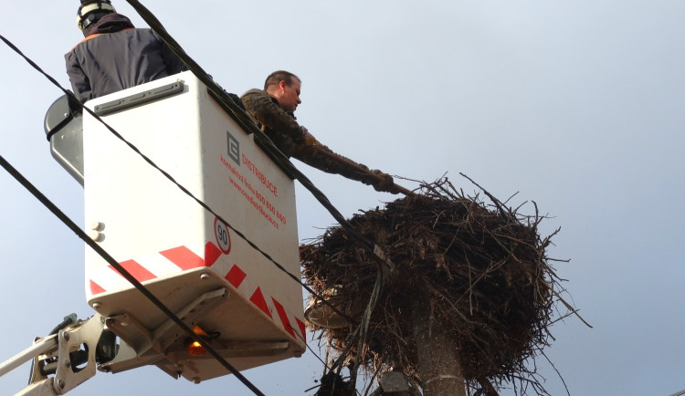 První čápi už jsou doma ze svých zimovišť. Ochranáři upravili problematická hnízda