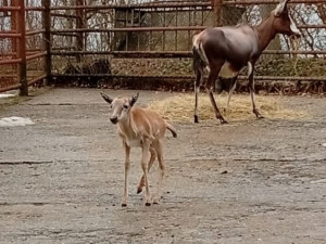 V Brně se narodila roztomilá antilopa. Až vyroste, bude mít bílou  lysinu a punčochy
