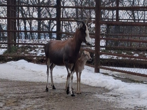 V Brně se narodila roztomilá antilopa. Až vyroste, bude mít bílou  lysinu a punčochy