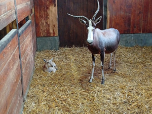 V Brně se narodila roztomilá antilopa. Až vyroste, bude mít bílou  lysinu a punčochy