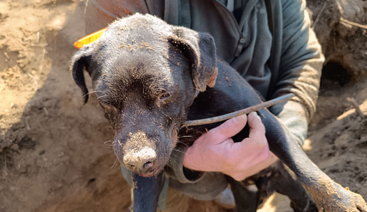 Hasiči bojují o život loveckého psa, který zmizel v jezevčí noře. Pomáhá jim i bagr