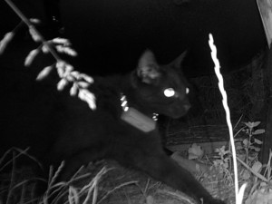 Majitelka pátrá po milovaném kocourovi. Zmizel na německé dálnici, seskočit mohl u Brna